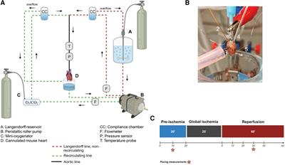 Simultaneous assessment of mechanical and electrical function in Langendorff-perfused ex-vivo mouse hearts